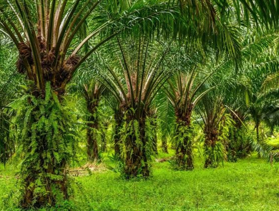 Stagnan di 53 Juta Ton, Industri Sawit Butuh Terobosan