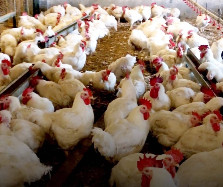 Blackout Tiga Hari, Peternak Ayam Broiler di Aceh Seret PLN ke Pengadilan