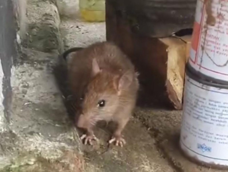 Tips dan Trik Menjaga Kabel Listrik dari Gigitan Tikus